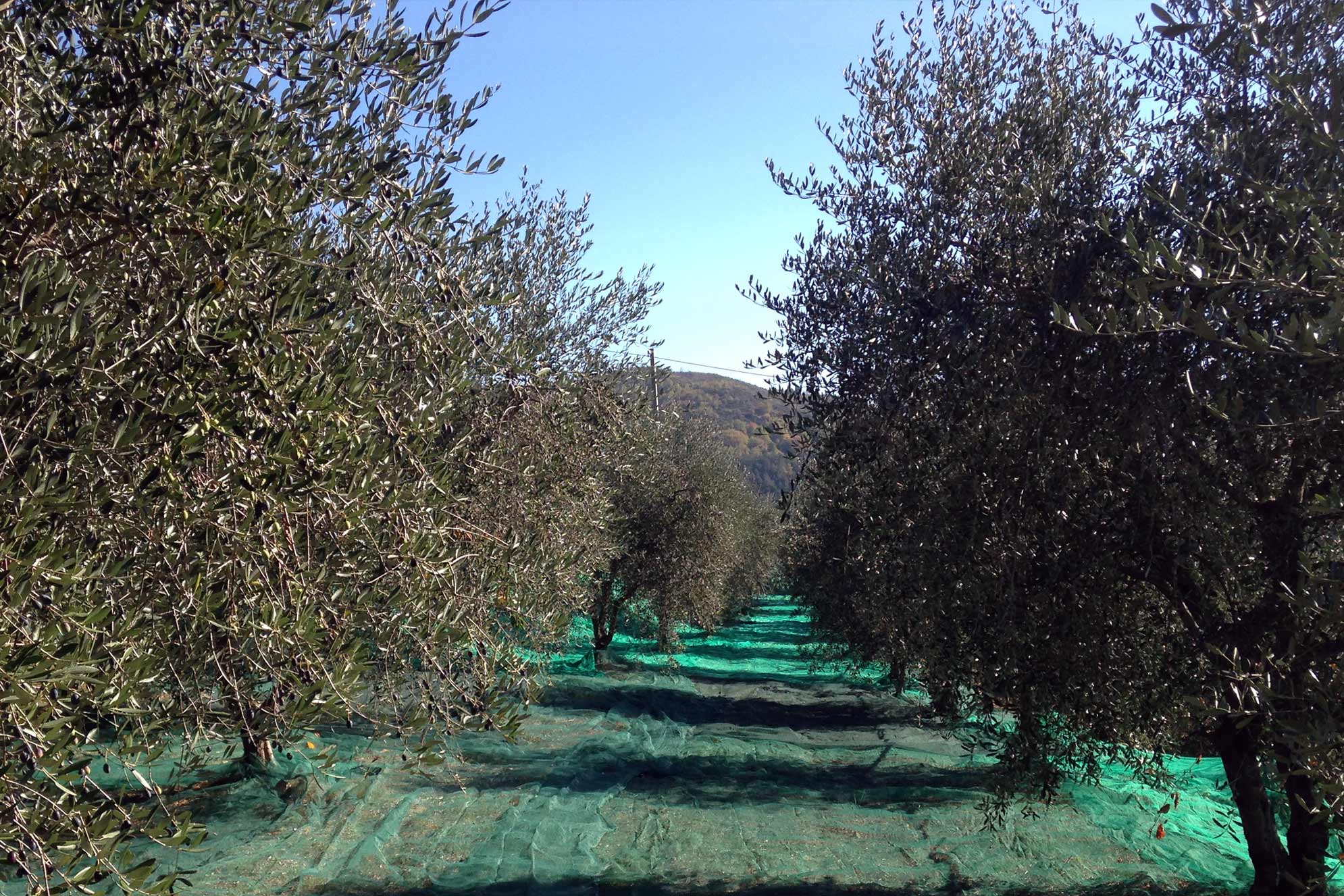 reti per olive